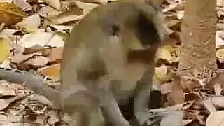 عاهرات شقراوات يتوقن لجماع حيواني، يأخذن حمولات طوال اليوم